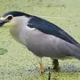 Птица Кваква