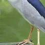 Птица кваква