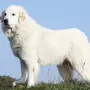 Пиренейская Собака