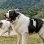 Пиренейская Собака