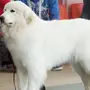 Пиренейская собака