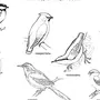 Хищные птицы астраханской области с названиями