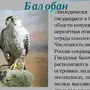 Хищные птицы ростовской области с названиями
