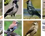 Семейство вороновых птицы с названиями