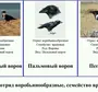 Семейство вороновых птицы с названиями