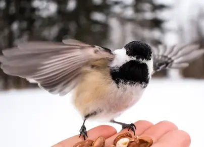 Птицы зимой кормления с рук