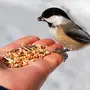 Птицы зимой кормления с рук