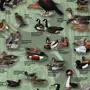 Охотничьи виды птиц россии и названия