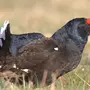 Охотничьи виды птиц россии и названия