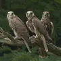 Балобаны птицы