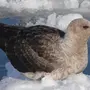 Птицы северного полюса и название