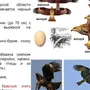 Ястребиные птицы виды и названия