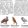 Ястребиные птицы виды и названия