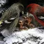 Клесты птицы зимой с птенцами