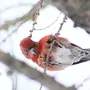 Клесты Птицы Зимой С Птенцами