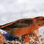 Клесты птицы зимой с птенцами