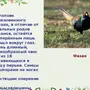 Перелетные птицы ростовской области с названиями