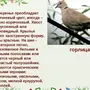 Перелетные птицы ростовской области с названиями
