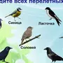 Птицы Новгородской Области Зимой С Названиями