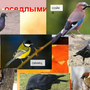 Птицы Новгородской Области Зимой С Названиями