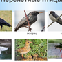 Птицы новгородской области зимой с названиями
