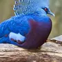 Необычные птицы россии с названиями