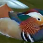 Необычные птицы россии с названиями
