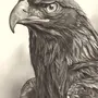 Рисунок Птица Беркут