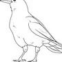 Рисунок птица галка