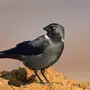 Картинки птица галка