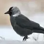 Картинки птица галка