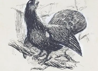Рисунок птица глухарь