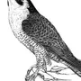 Рисунок птица кобчик