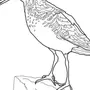Рисунок птица кулик