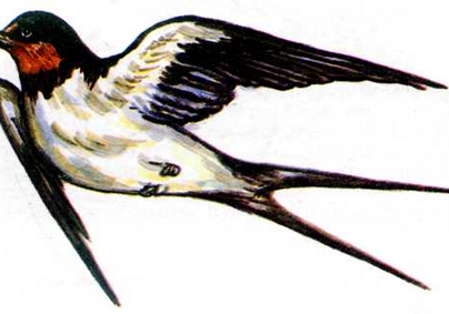 Рисунок птица ласточка