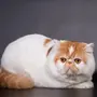 Экзотическая короткошерстная кошка