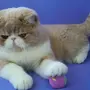 Экзотическая Короткошерстная Кошка