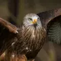 Картинки птица коршун