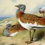 Картинки Птица Дрофа