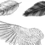 Крыло птицы рисунок