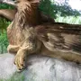 Картинки птица грифон