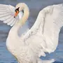 Картинки птица лебедь