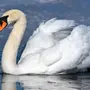 Картинки Птица Лебедь