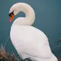 Картинки Птица Лебедь