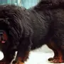 Большие Собаки