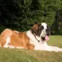 Большие собаки