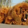 Большие собаки