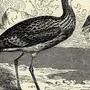 Птица года кроншнеп рисунок