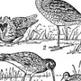 Птица года кроншнеп рисунок