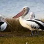 Картинки птица пеликан